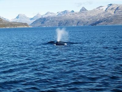 Vikval Vikval