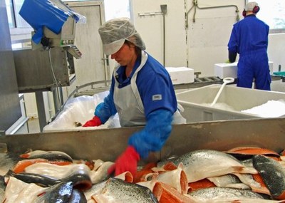Fiskeindustri Marine Harvest 2 Fiskeindustri Marine Harvest 2