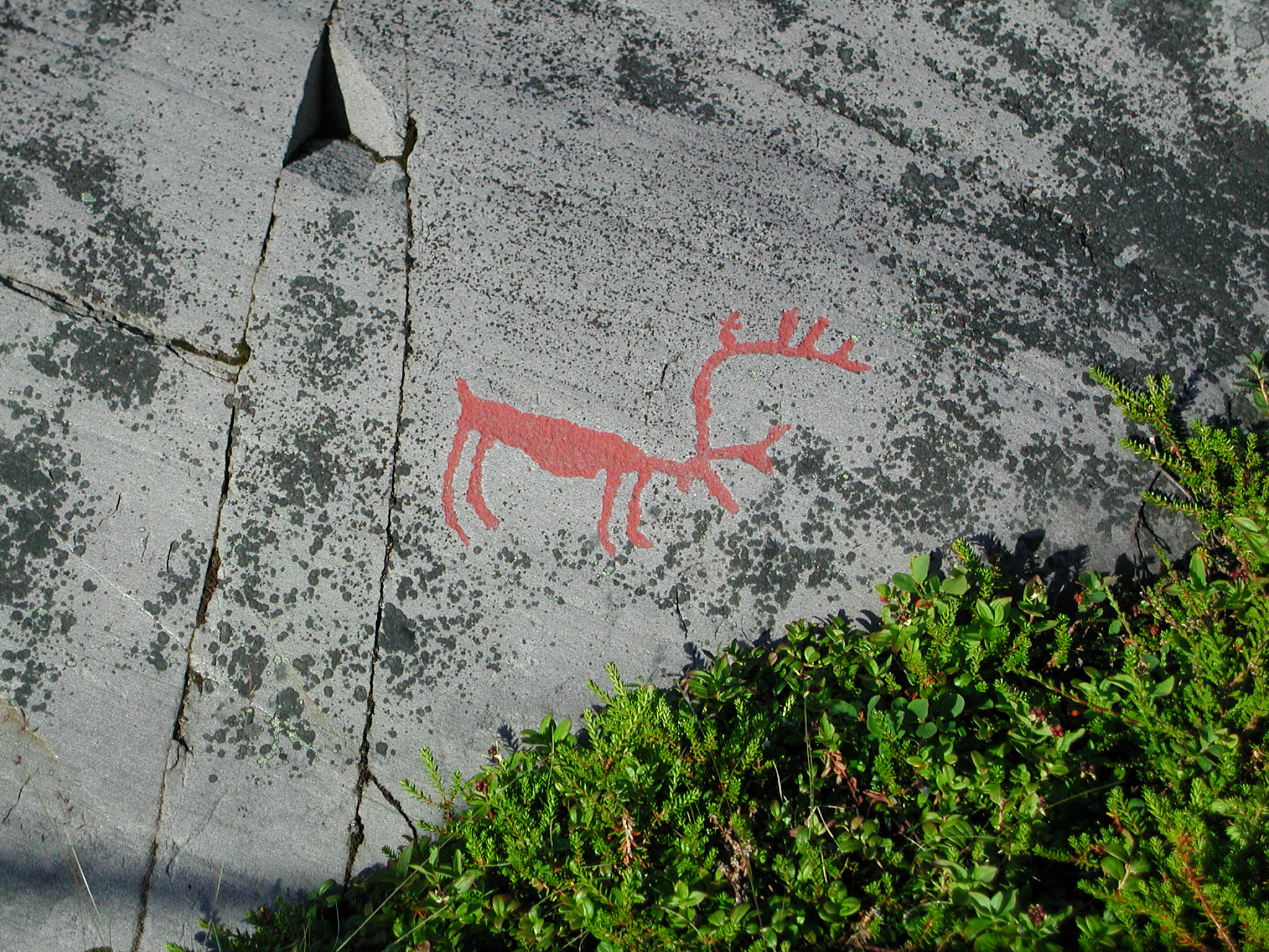 Hällristning ren