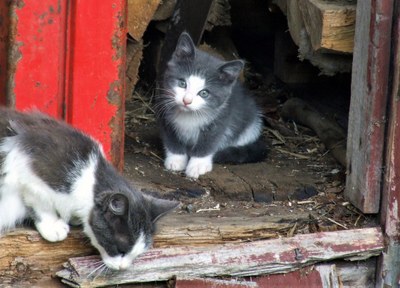 Katt