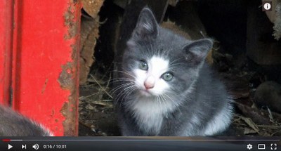 Kattvideo