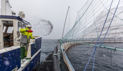 Bakkafrost foring av fisk