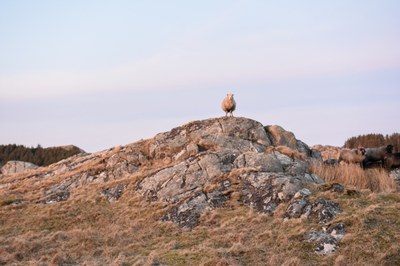 Utsira_sau, foto: Line Scheistrøen